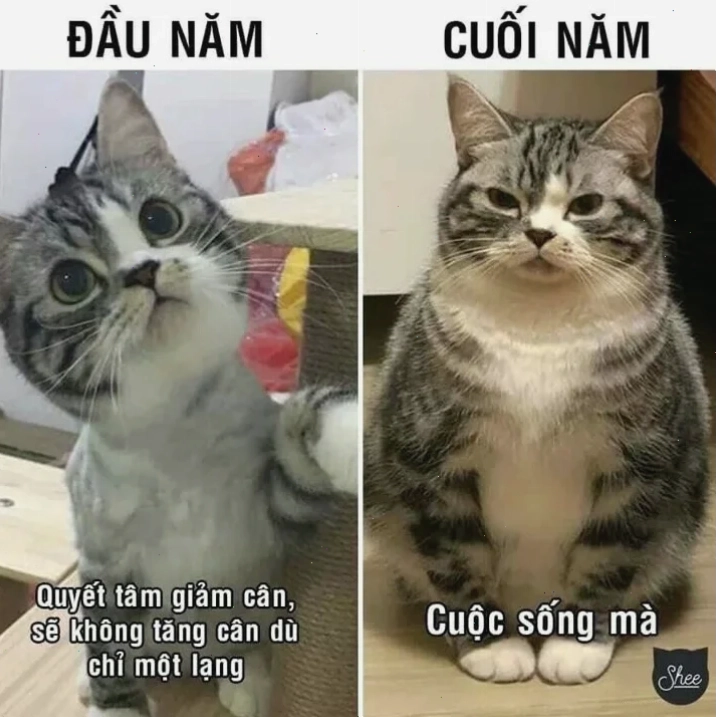 quyết tâm meme