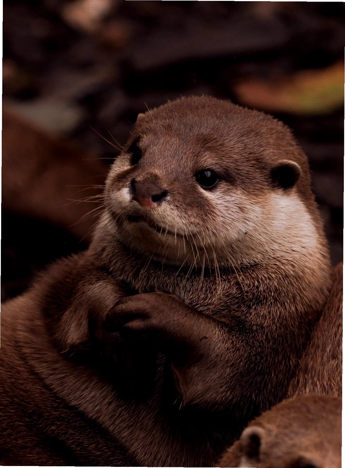 Rái cá meme cute