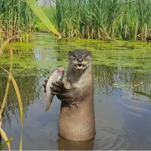 Rái cá meme đang buồn ngủ