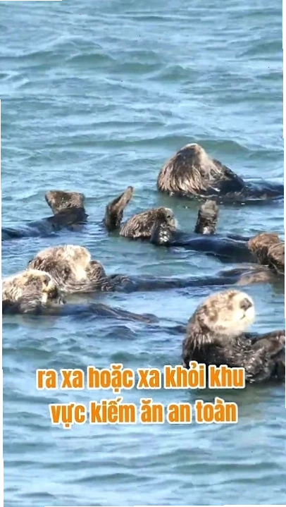 Rái cá meme ngơ ngác nhìn