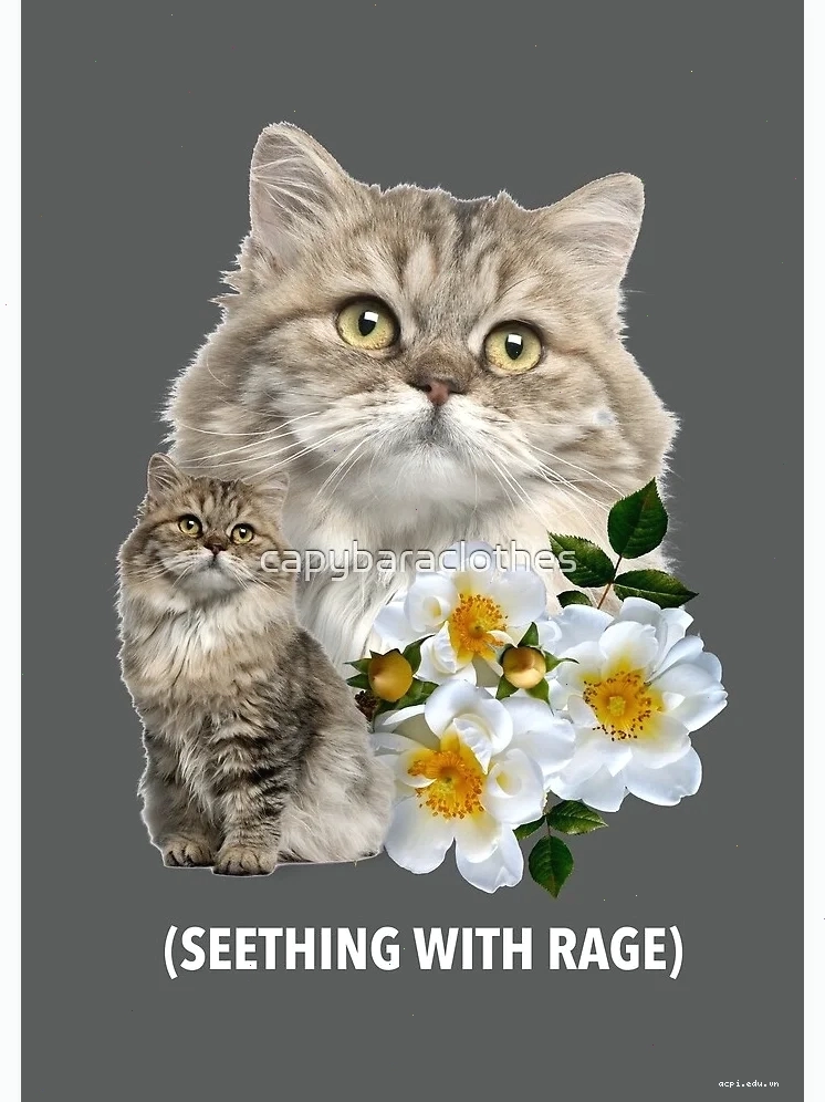 seething meme face thú vị