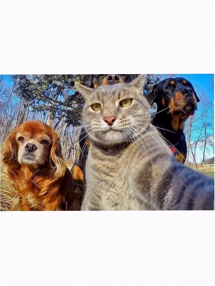 selfie meme