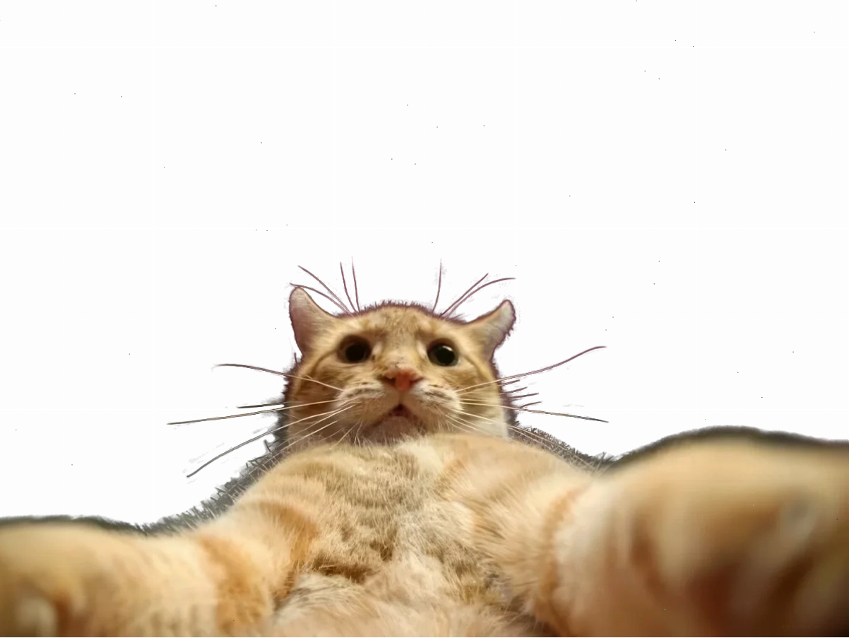 selfie meme