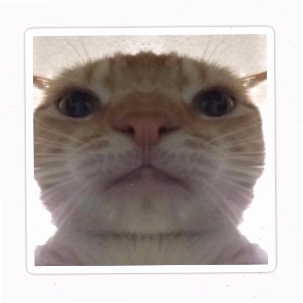 selfie meme