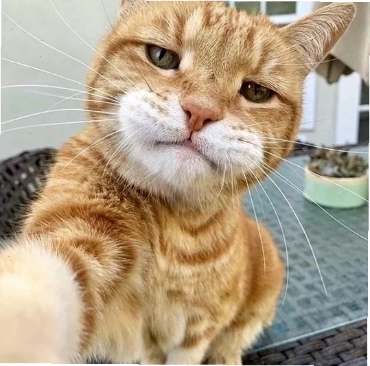 selfie meme