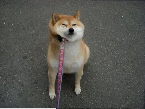 shiba inu meme chào