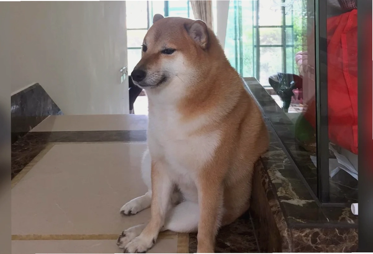 shiba inu meme chắp tay