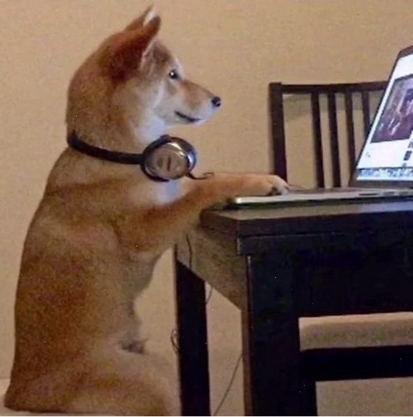 shiba inu meme chạy