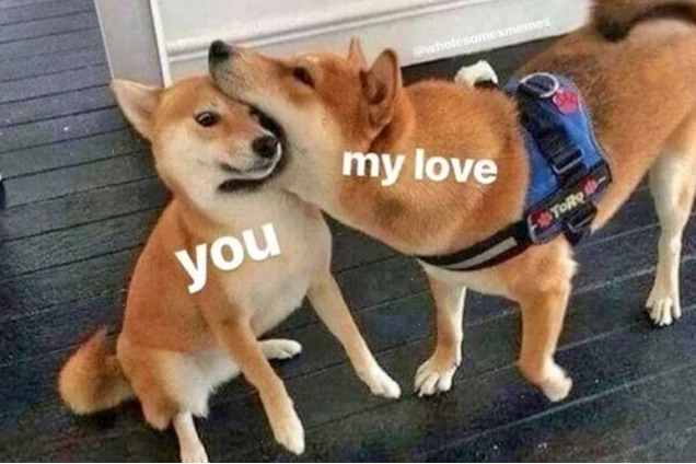 shiba inu meme cười