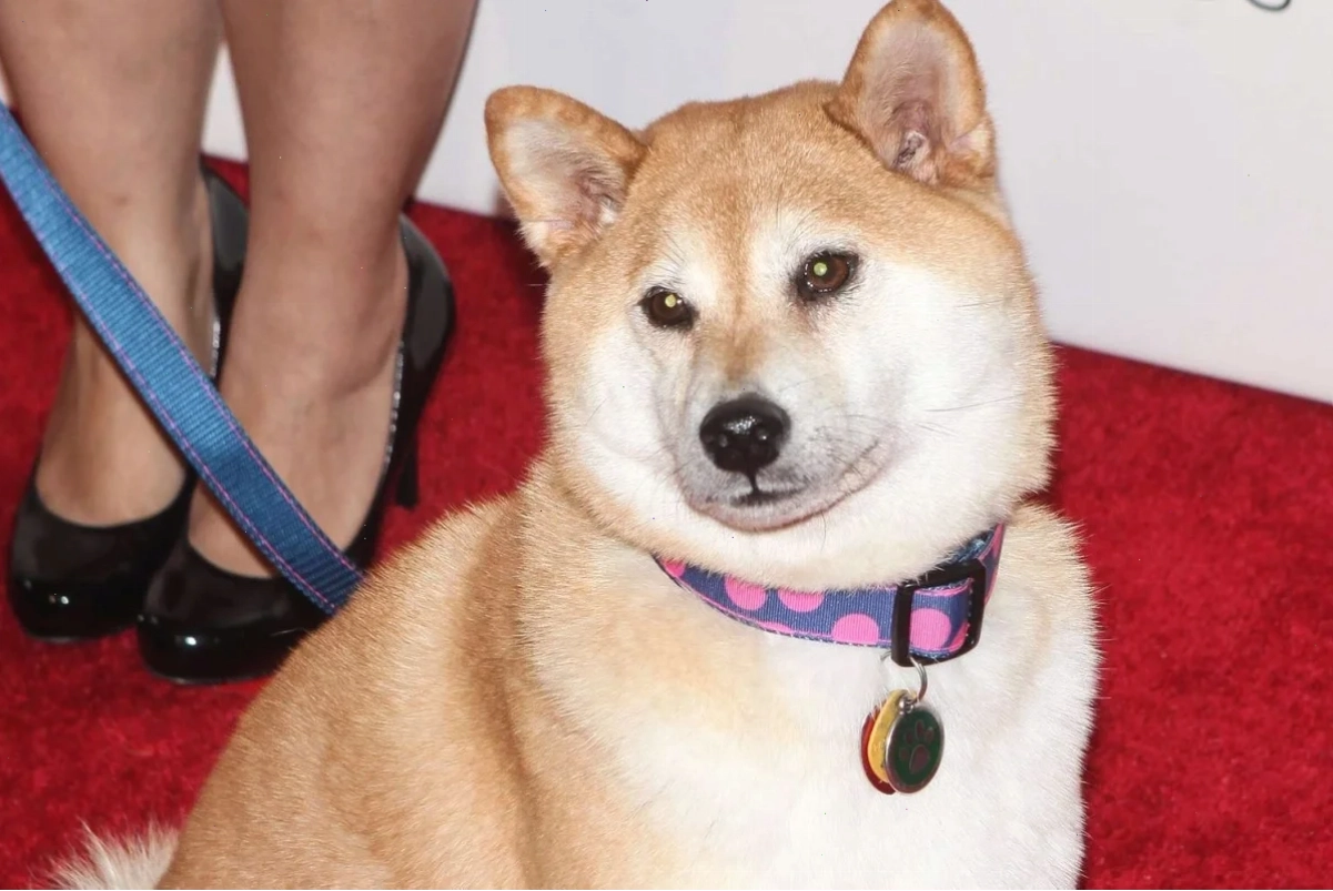 shiba inu meme đắc ý