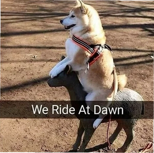 shiba inu meme đáng yêu
