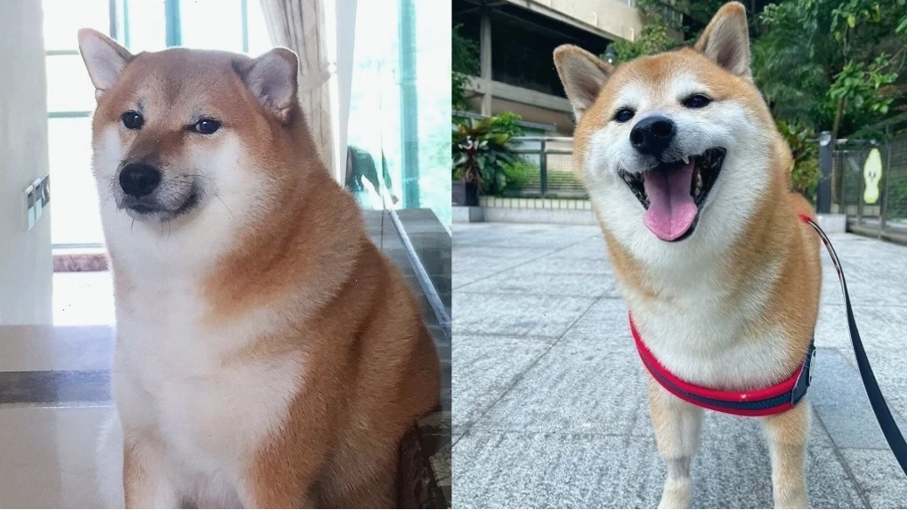 shiba inu meme đeo kính