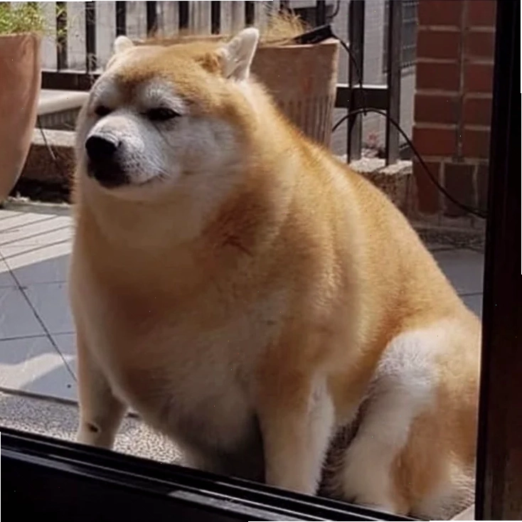 shiba inu meme đọc sách