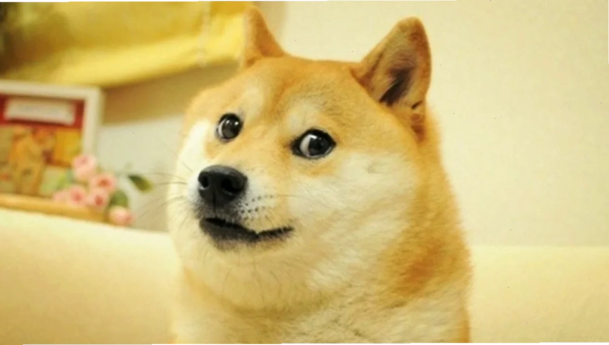 shiba inu meme dog cười nham hiểm