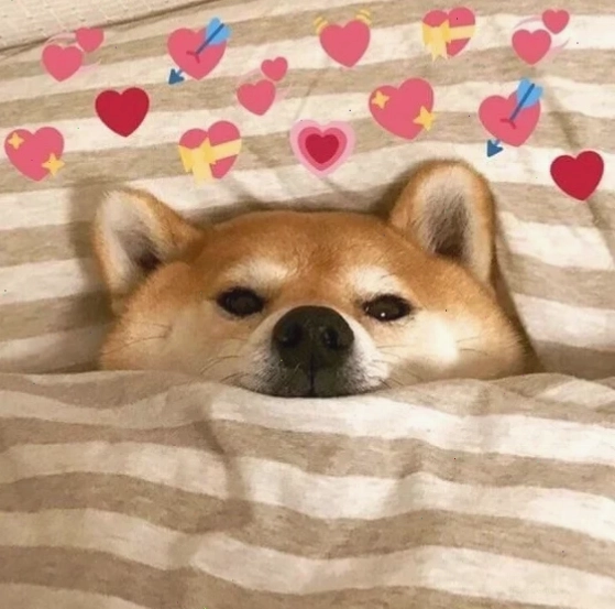 shiba inu meme gương mặt ngơ ngác