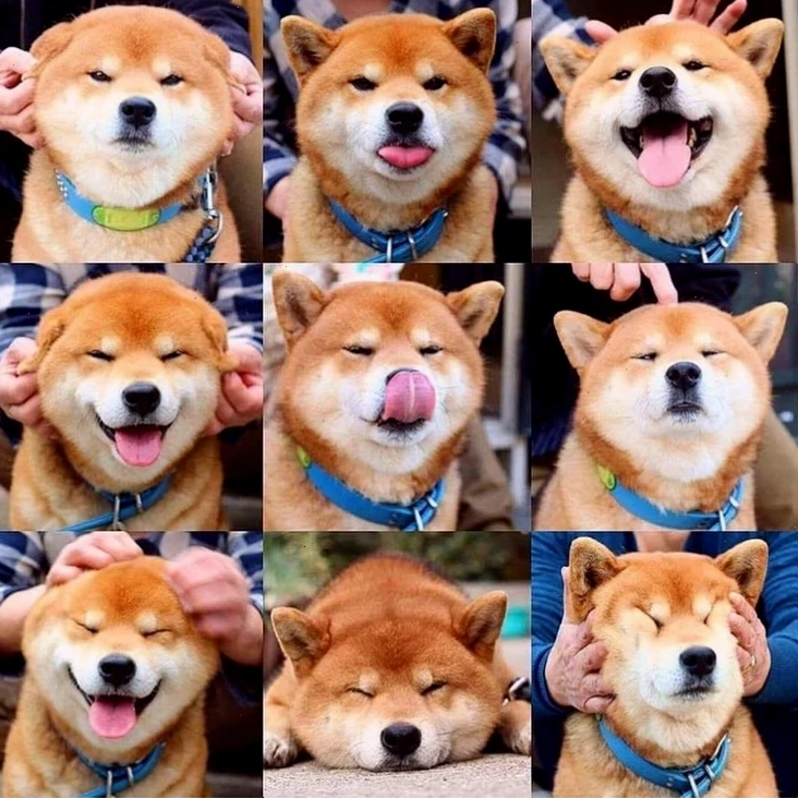 shiba inu meme hài
