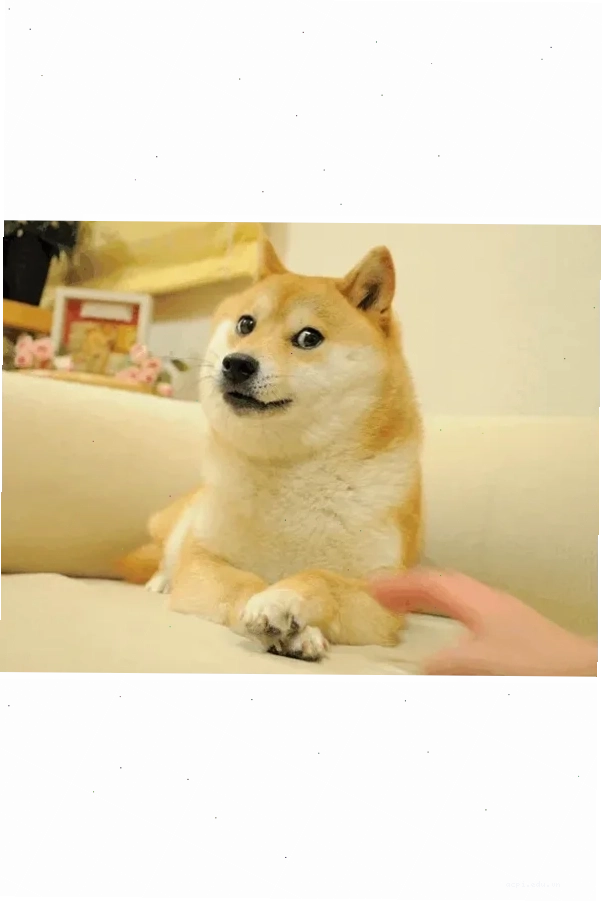 shiba inu meme khen