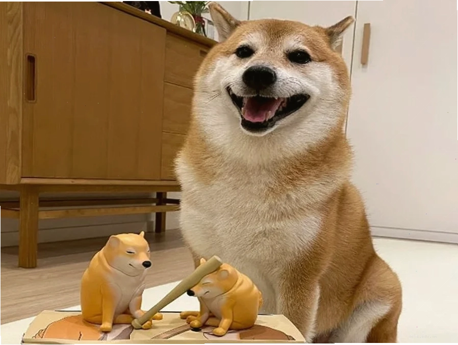 shiba inu meme ngạc nhiên