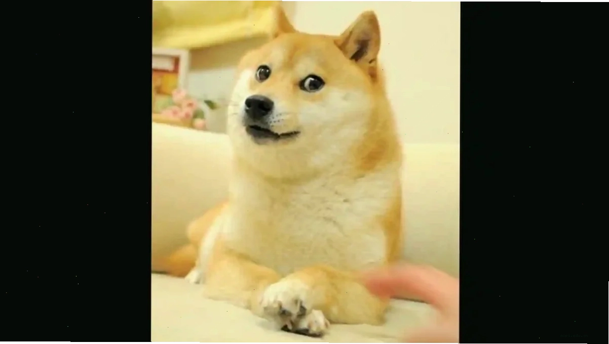shiba inu meme ngủ