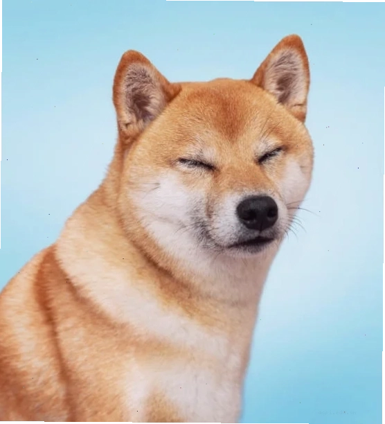shiba inu meme sợ