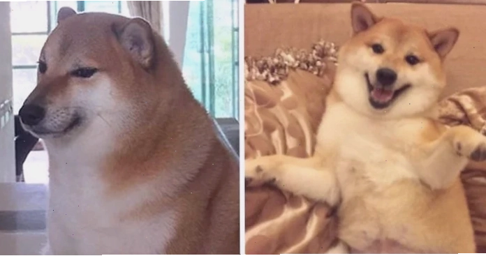 shiba inu meme suy tư