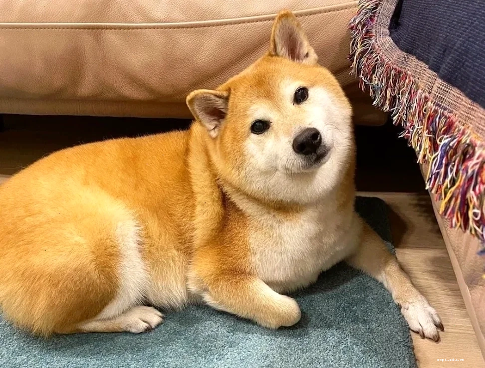 shiba inu meme vui mừng