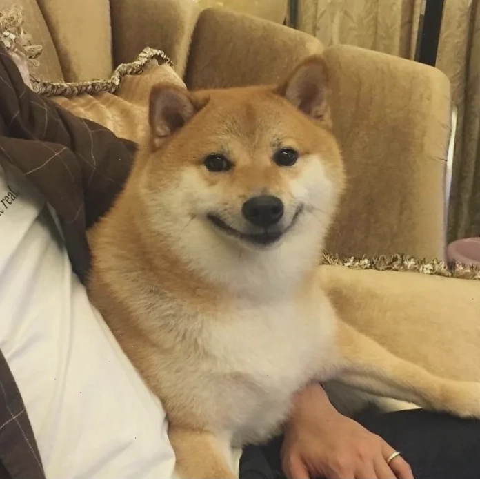 shiba inu meme xem điện thoại