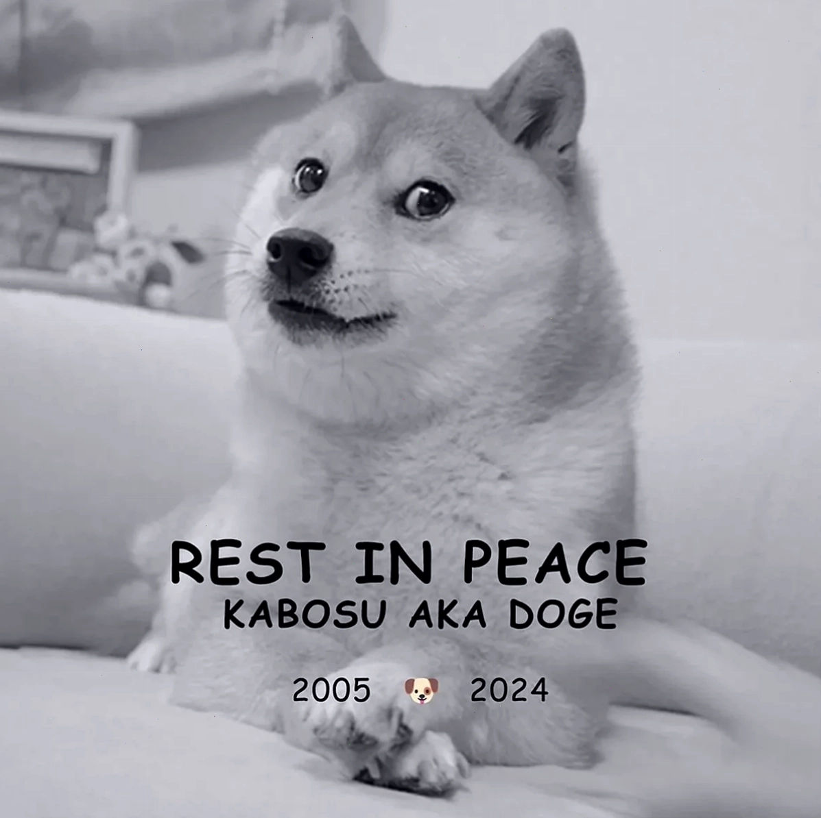 shiba inu memecoin cười lớn