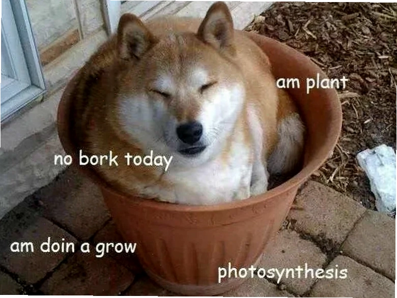 shiba inu memes thất vọng