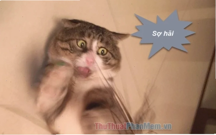 sợ hãi meme
