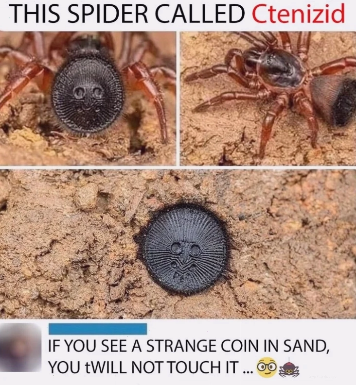 spider meme bàn làm việc