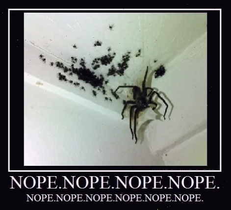 spider meme chỉ nhau
