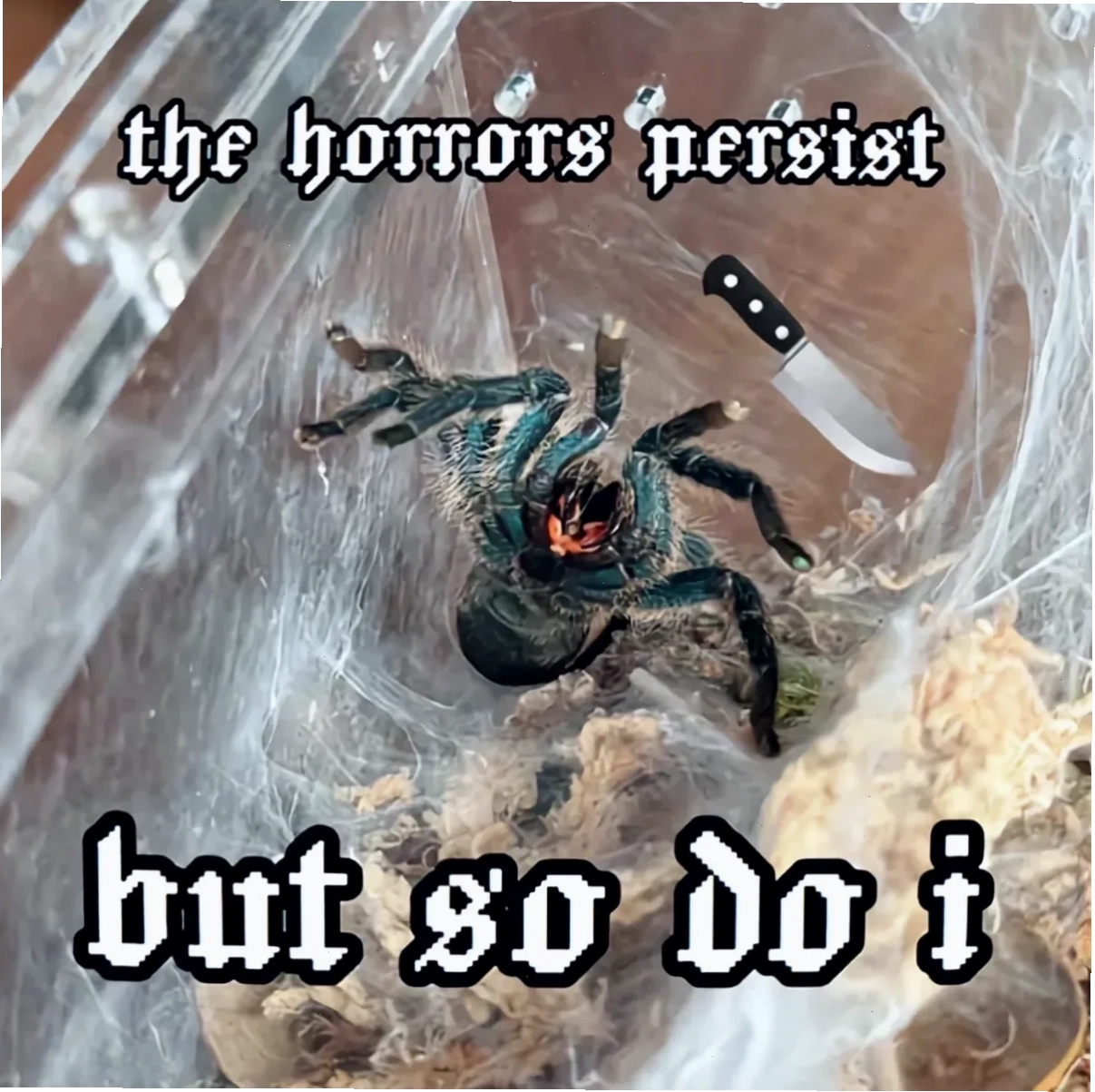 spider meme cười