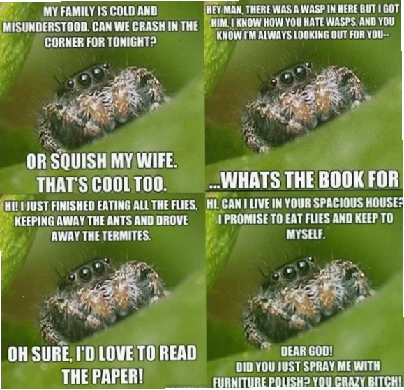 spider meme đời thường