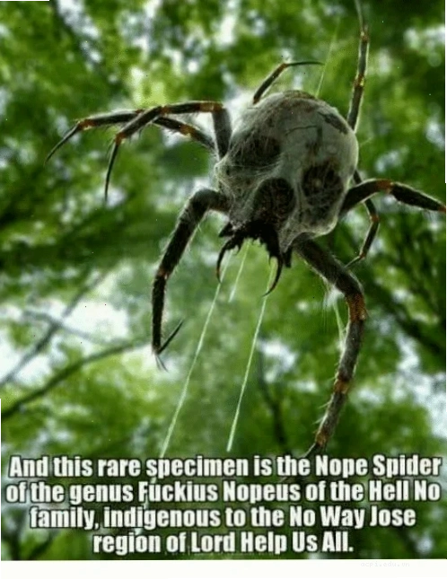 spider meme hài hước