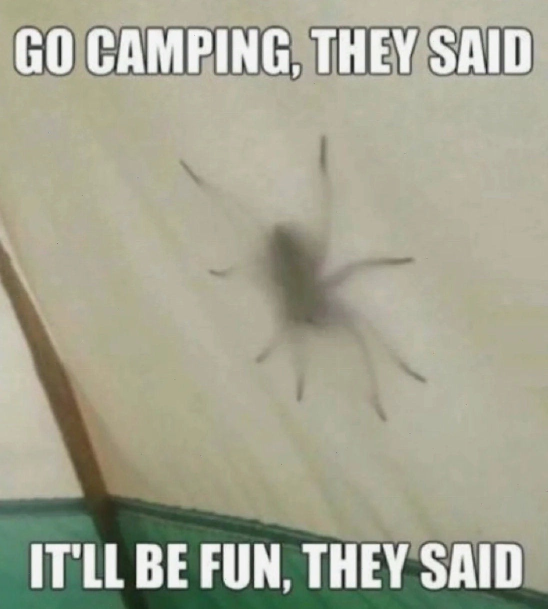 spider meme họ yêu tôi