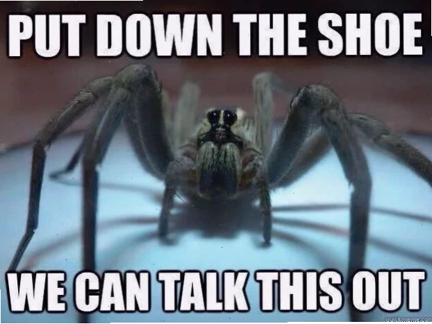 spider meme kính