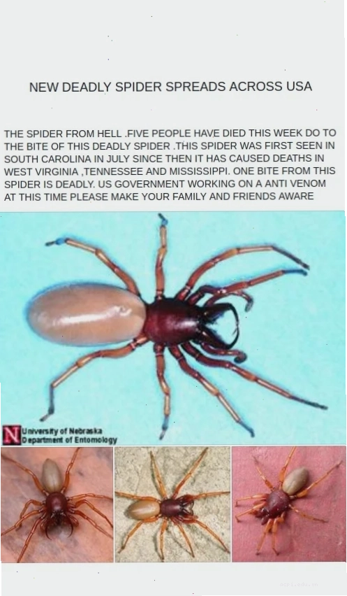 spider meme kính