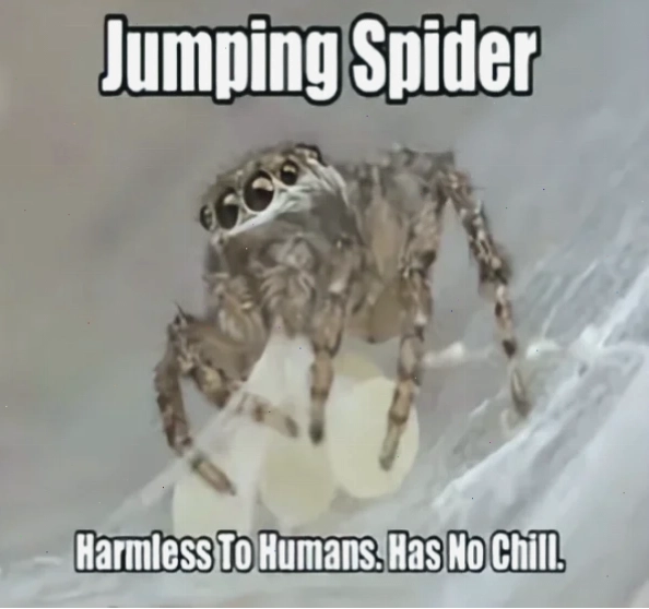 spider meme psst