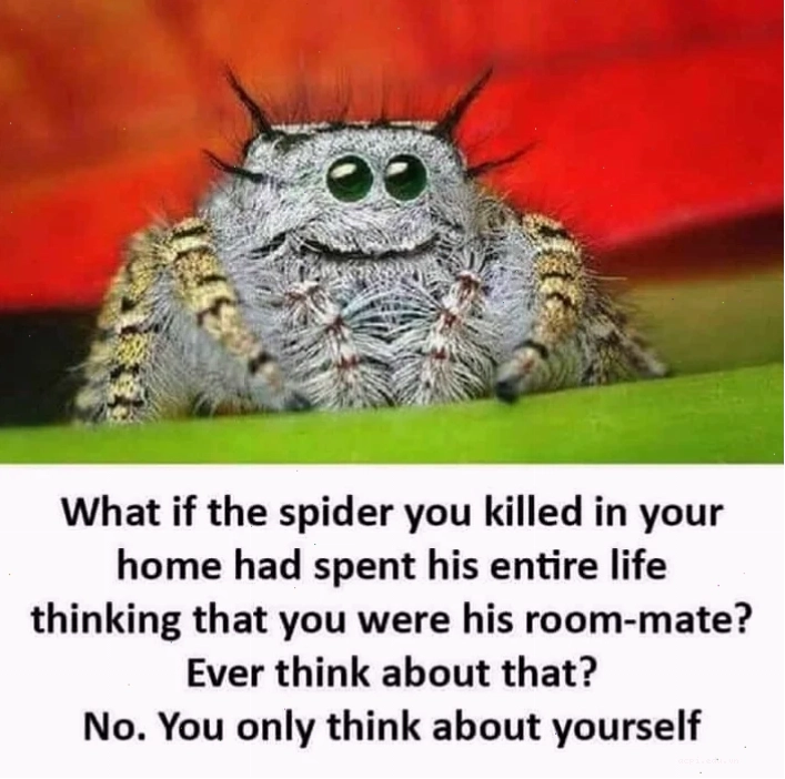 spider meme vũ trụ