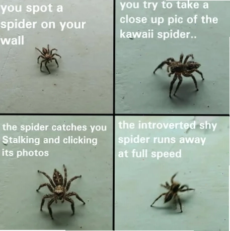 spider meme xe bus
