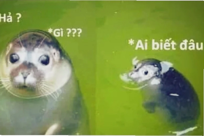 Sự lan tỏa đây là đâu tôi là ai meme