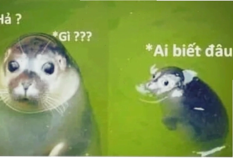 Sự lan tỏa đây là đâu tôi là ai meme