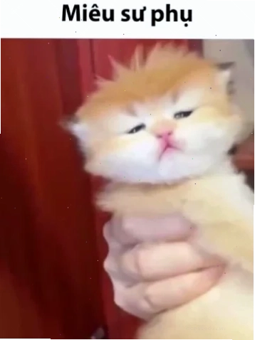 sư phụ meme khi hoảng loạn