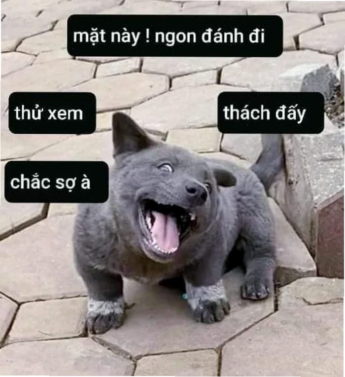 Sự tiến hóa của meme là gì trên facebook