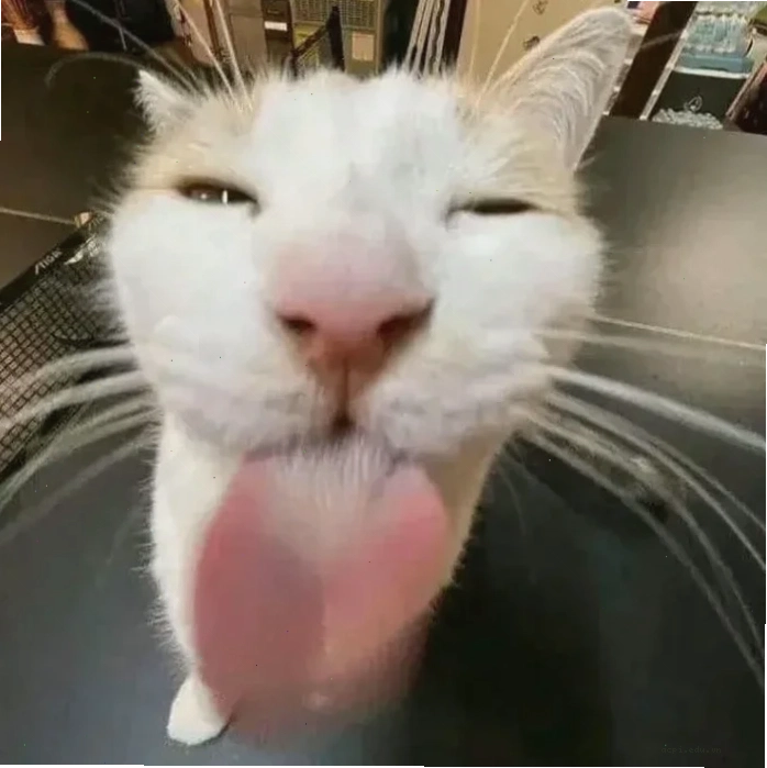 Sư tử mlem Sư tử liếm meme bá đạo