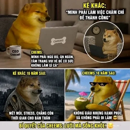 súc vật meme cá heo cười