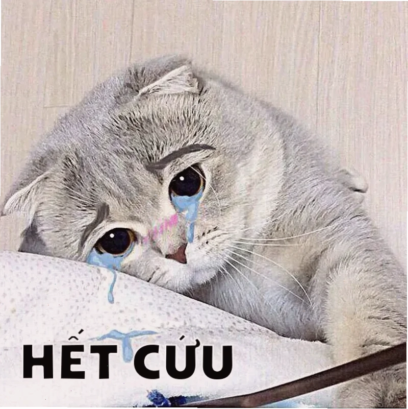 súc vật meme cá mập nhăn mặt