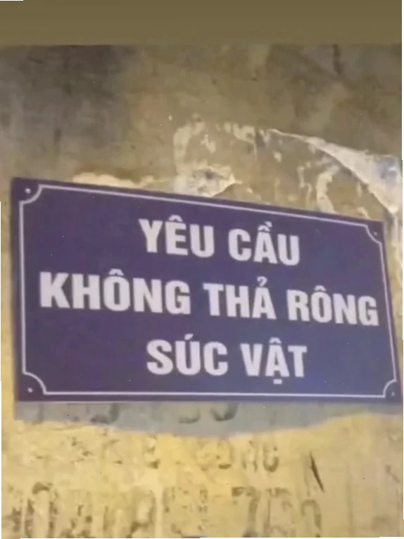 súc vật meme chú mèo ngạc nhiên