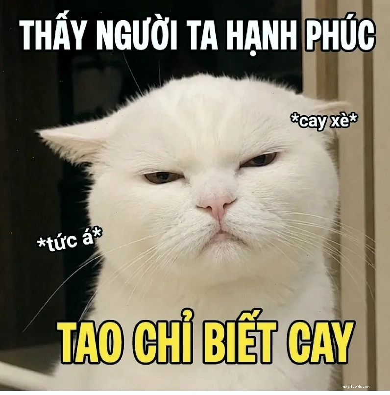 súc vật meme cừu mơ màng
